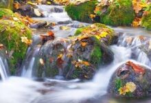 溪水汇集成河-生命读经 - Living Bible study