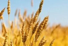 死去的麦子-生命读经 - Living Bible study