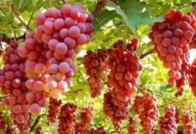 如何结出那美好的果子-生命读经 - Living Bible study