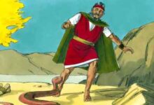 神的手-生命读经 - Living Bible study