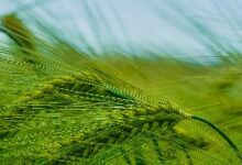 撒种与收成-生命读经 - Living Bible study