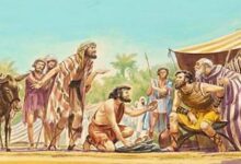 树大好遮阴-生命读经 - Living Bible study